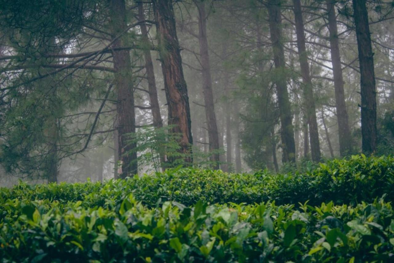 Himalaya Mount View Resort Kausani Exteriör bild
